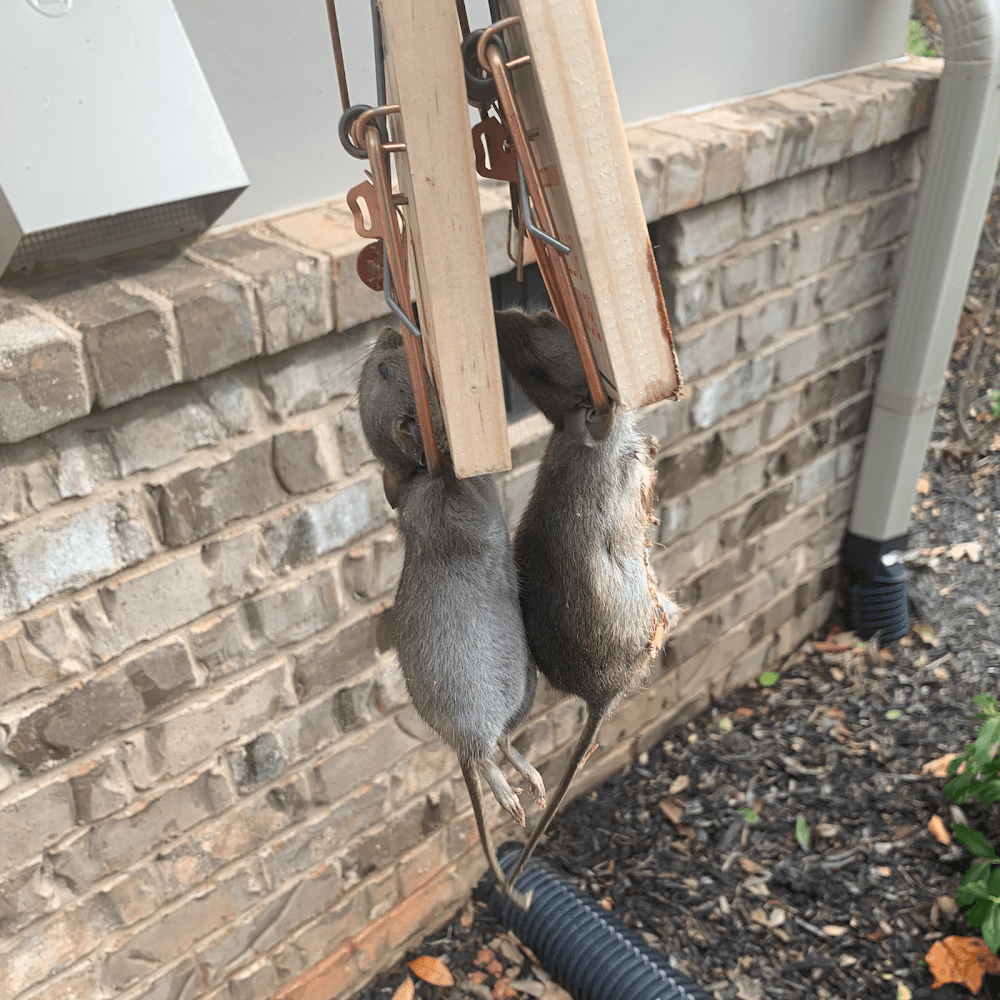 Google street view image of Atlanta Wildlife Solutions, LLC