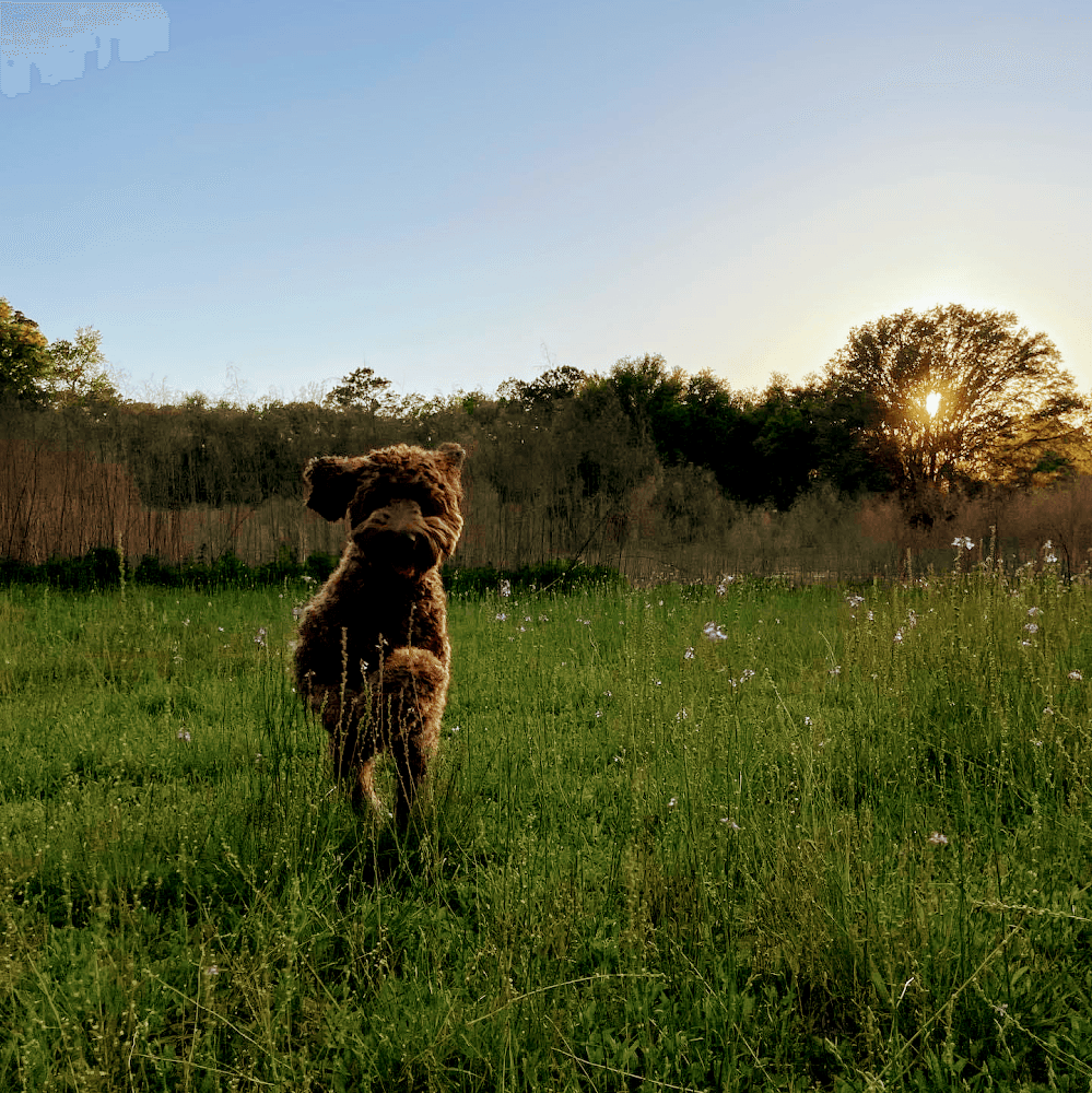 Google street view image of Native Pest Management