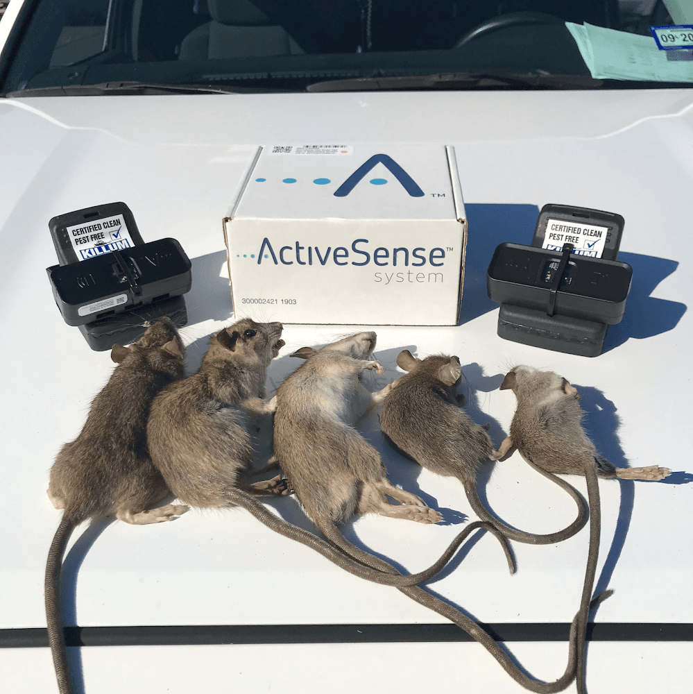 Google street view image of Killum Pest Control