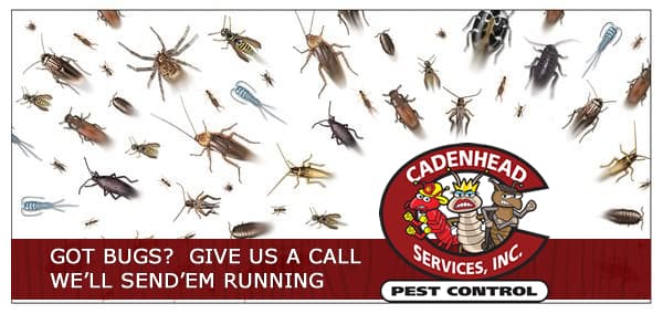 Google street view image of Cadenhead Services Pest Control
