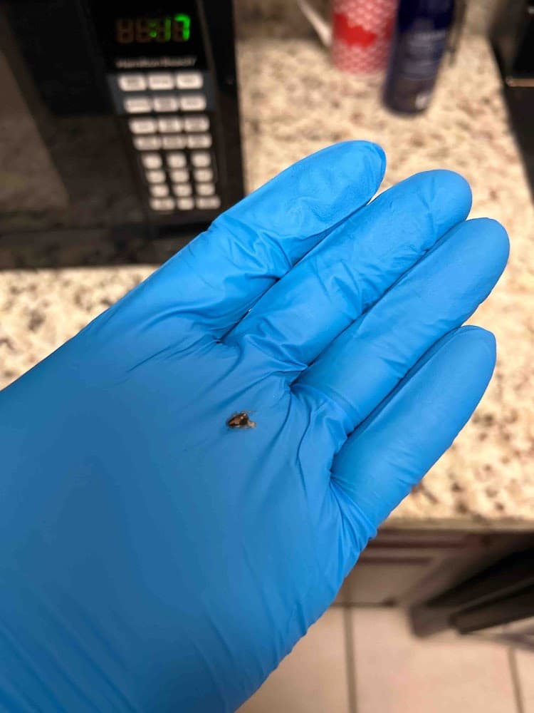 Google street view image of Blue Door Pest Control