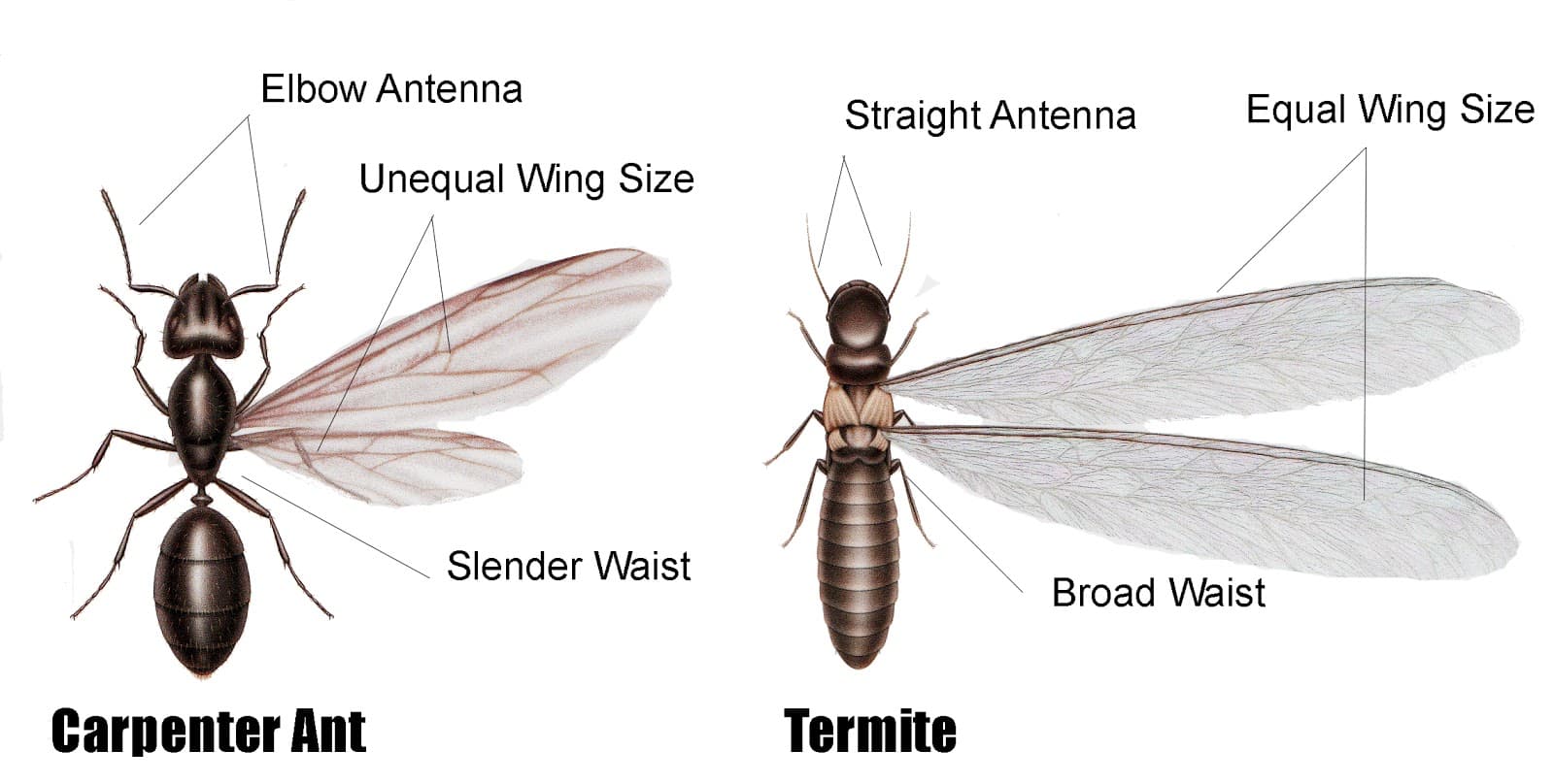 Google street view image of Pest Control Pro