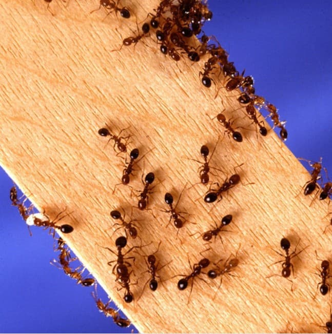 Google street view image of Sand Mountain Pest Management