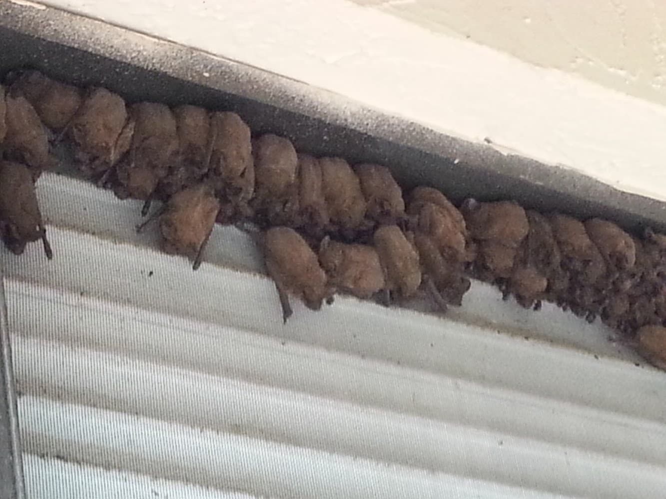 Google street view image of American Bat Removal
