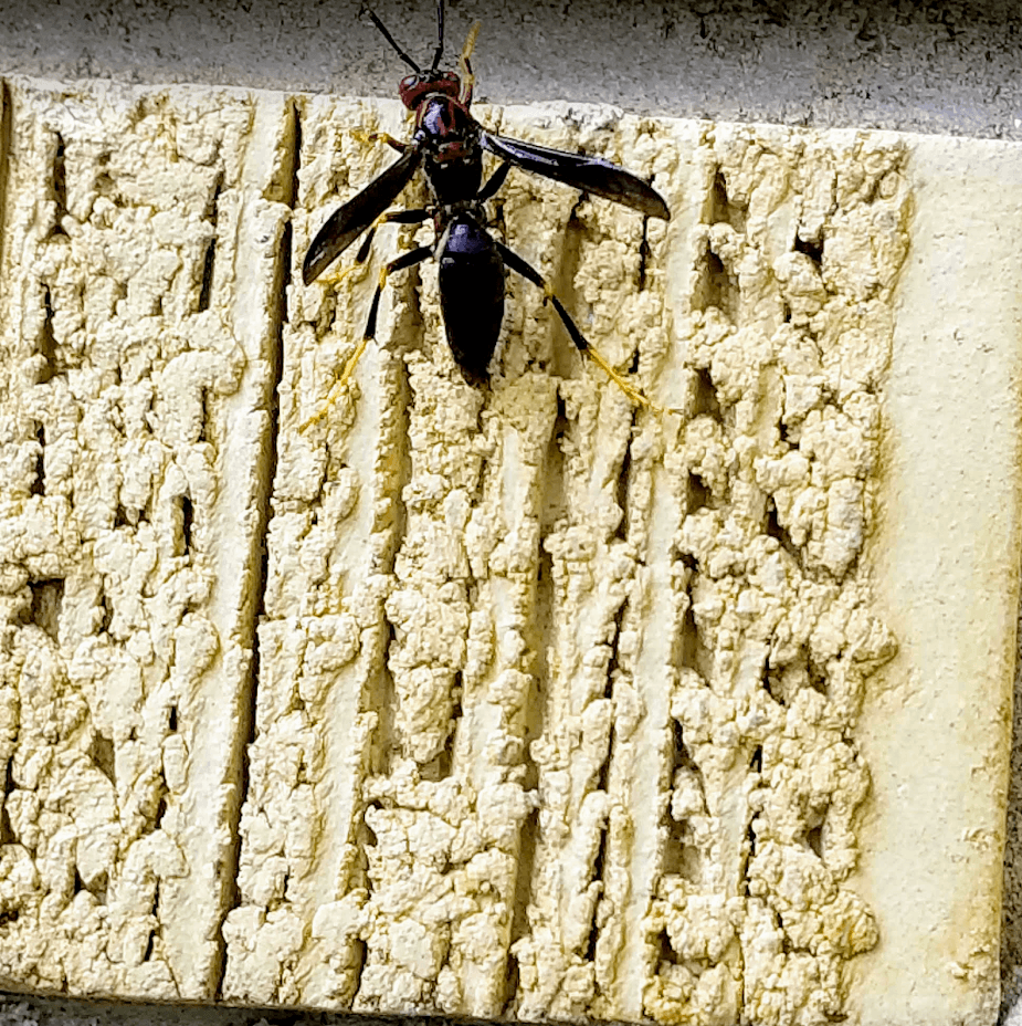 Google street view image of Evergreen Pest Solutions
