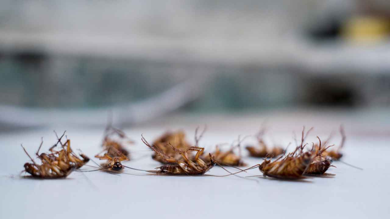 Google street view image of Precision Pest Defense LLC
