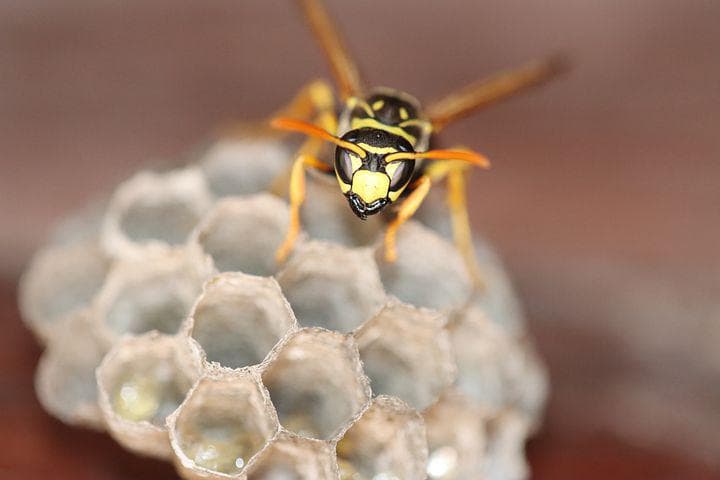 Google street view image of Insight Pest Solutions