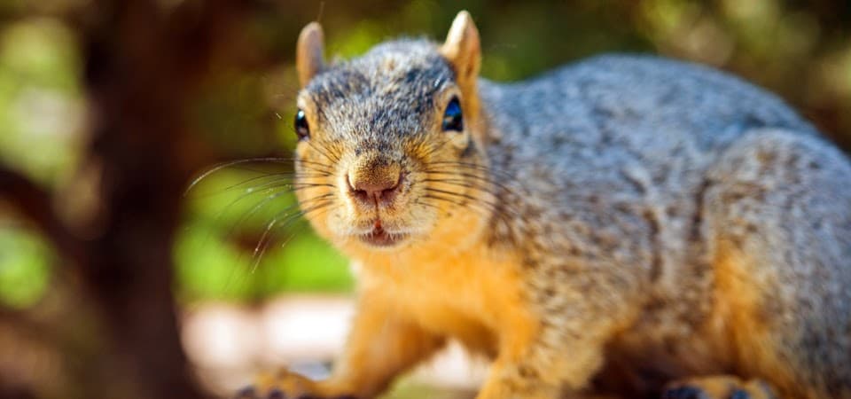 Google street view image of Varmint Gone Cornelius