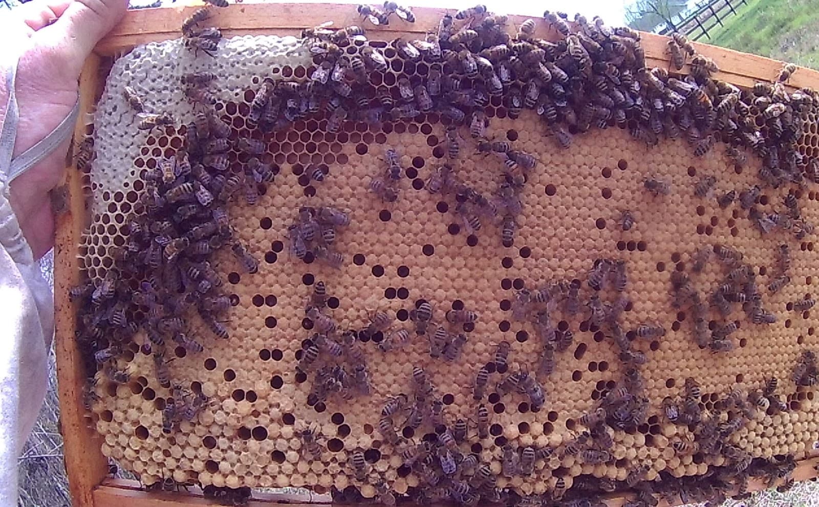 Google street view image of Babers Bee Company