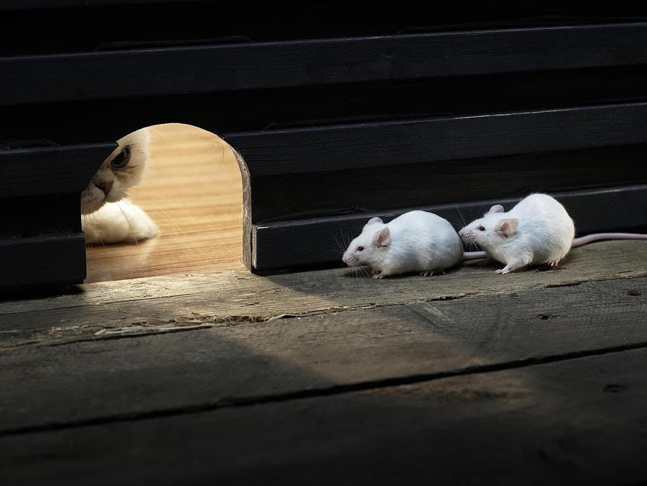 Google street view image of Rodent Stoppers