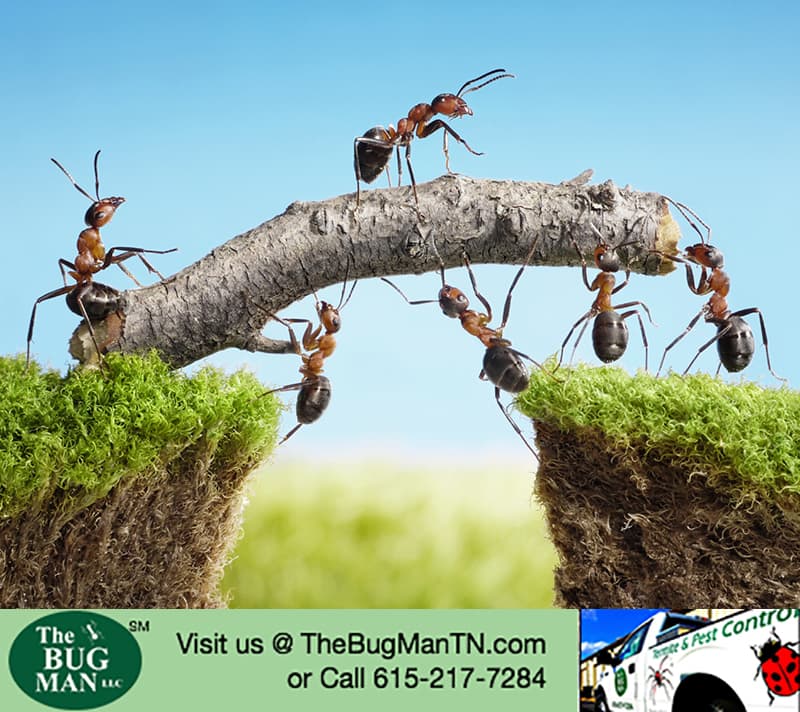 Google street view image of The Bug Man