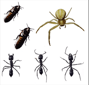 Google street view image of South Carolina Pest Control