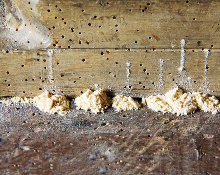Google street view image of Adam's Pest Solutions LLC