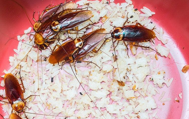Google street view image of TruNorth Pest Control LLC