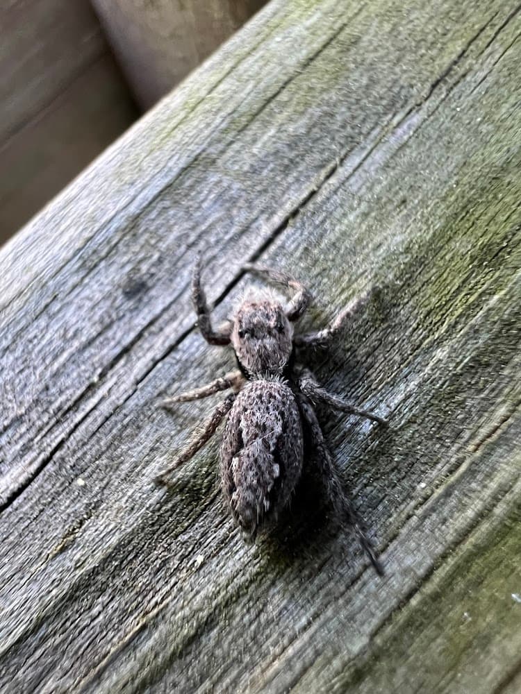 Google street view image of No Pest Co