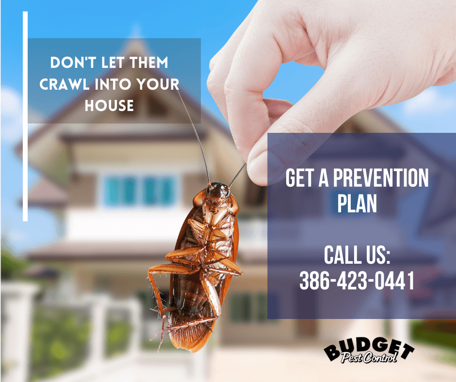 Google street view image of Budget Pest Control