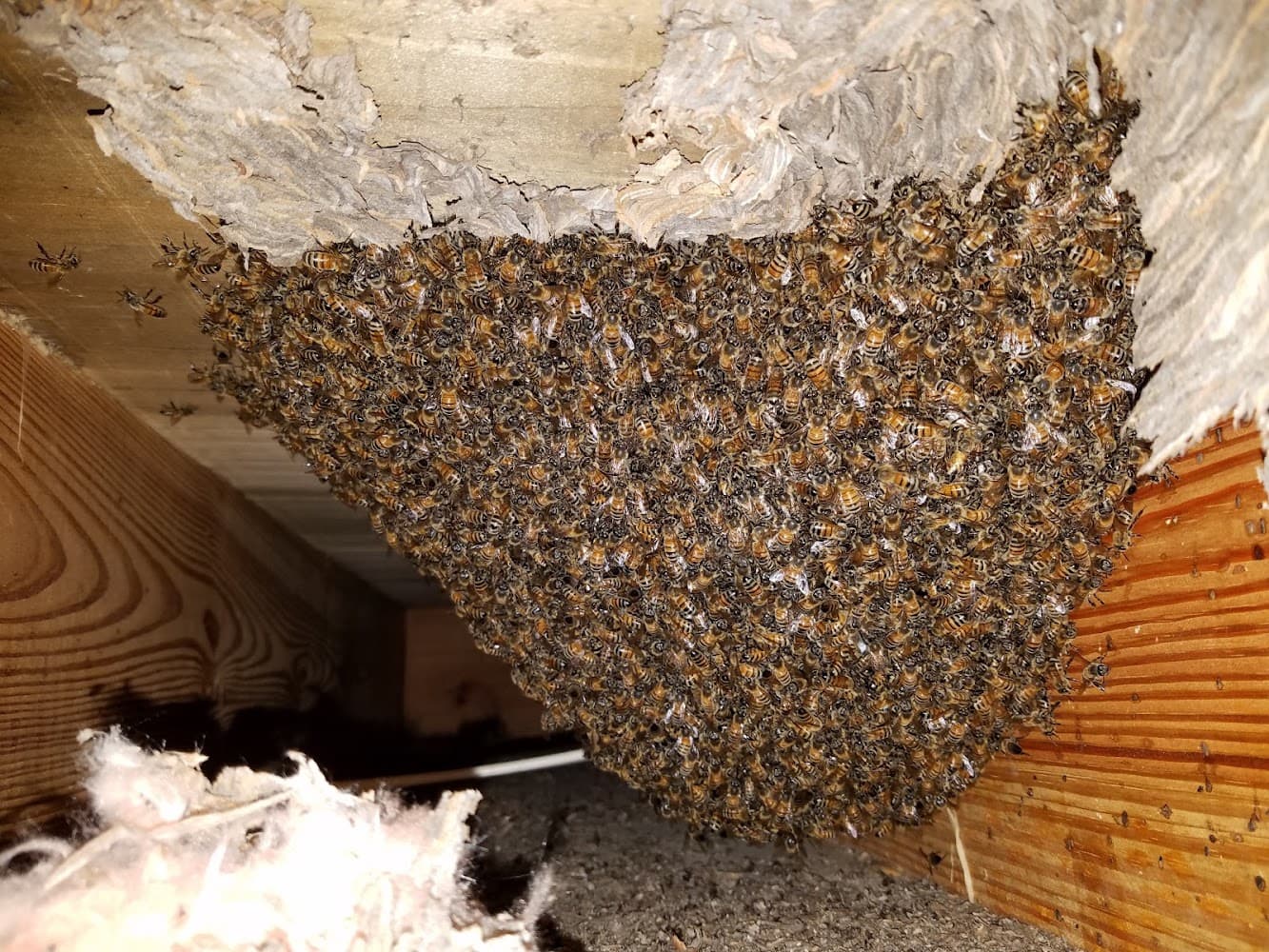 Google street view image of Southeast Bee Removal LLC
