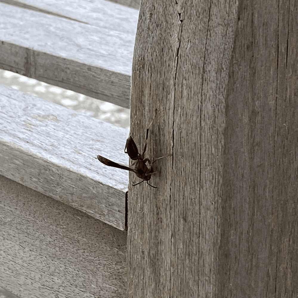 Google street view image of Team Veterans Pest Control