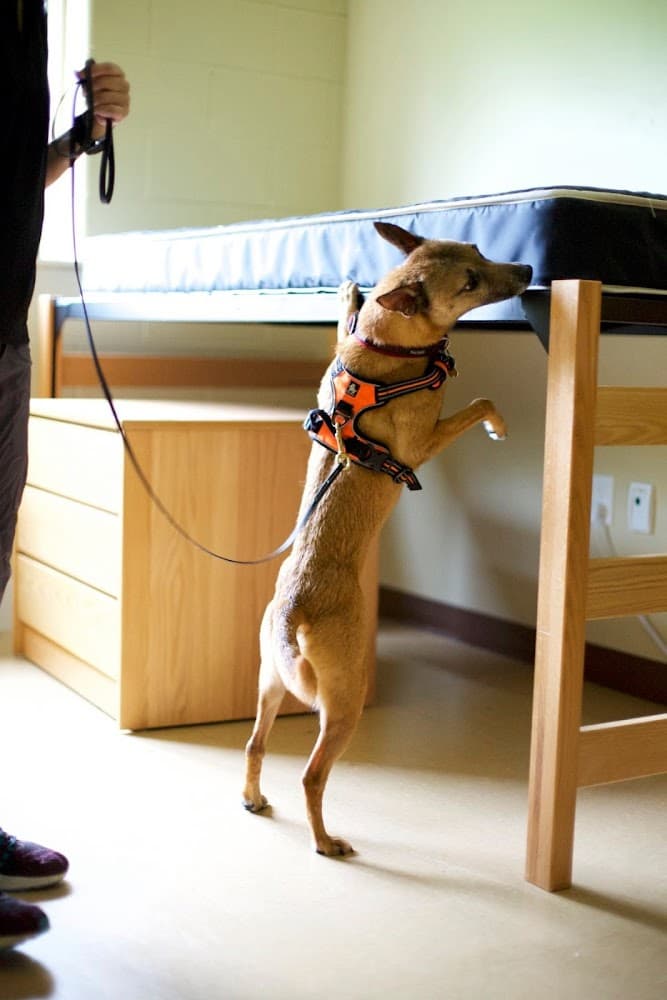 Google street view image of Bed Bug Detection K9s