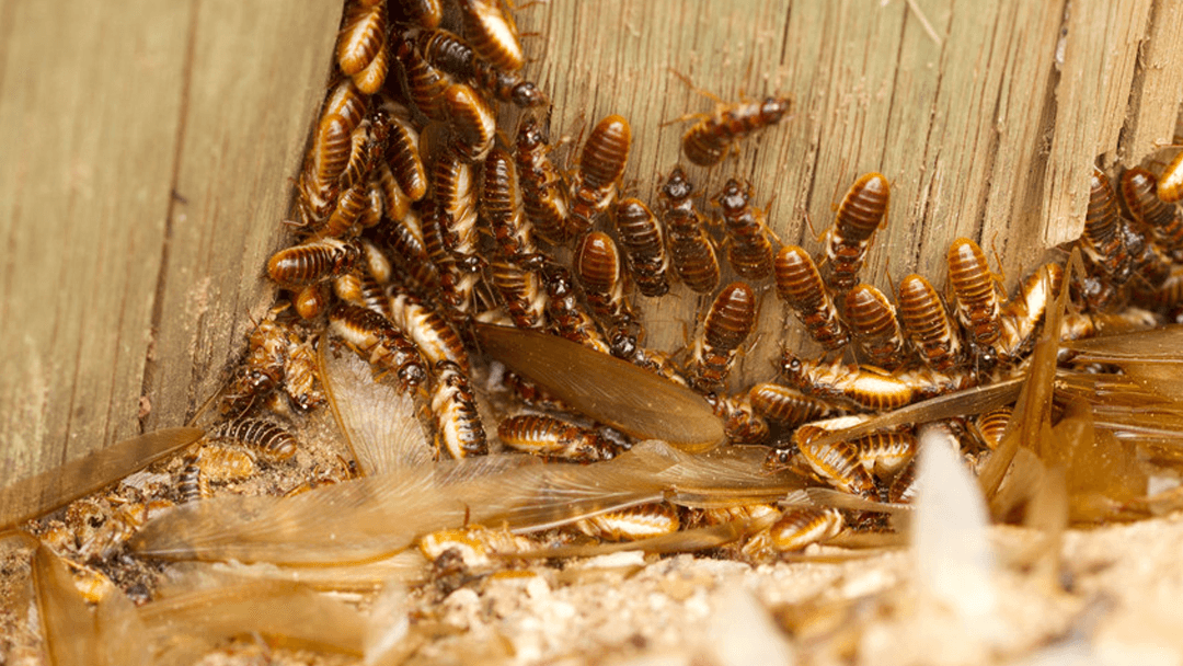 Google street view image of Global Pest Control Of Central Florida, Inc