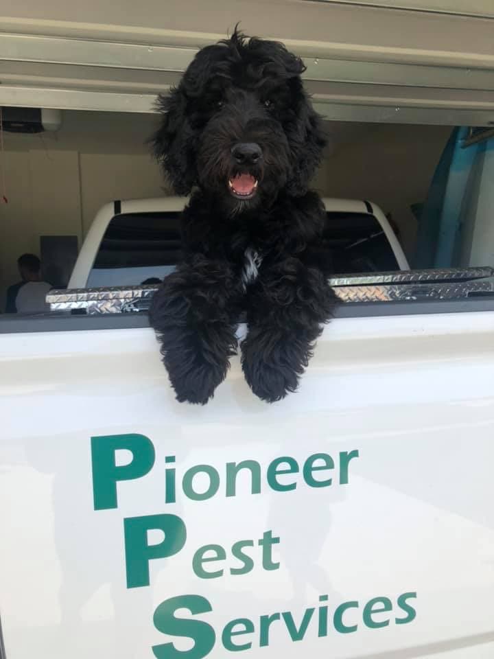 Google street view image of Pioneer Pest Services Inc.