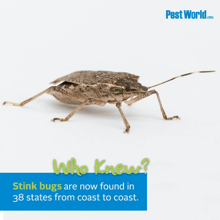 Google street view image of Port City Pest