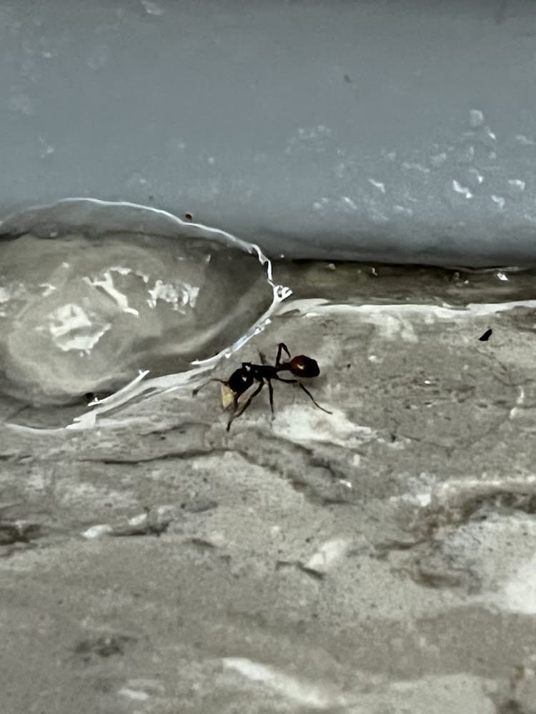 Google street view image of Apple's Environmental Pest Management Solutions, Inc.