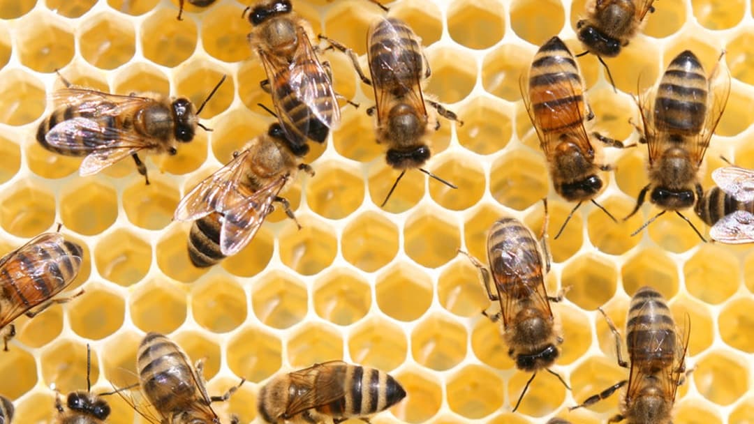 Google street view image of Affordable Bee Removal Service