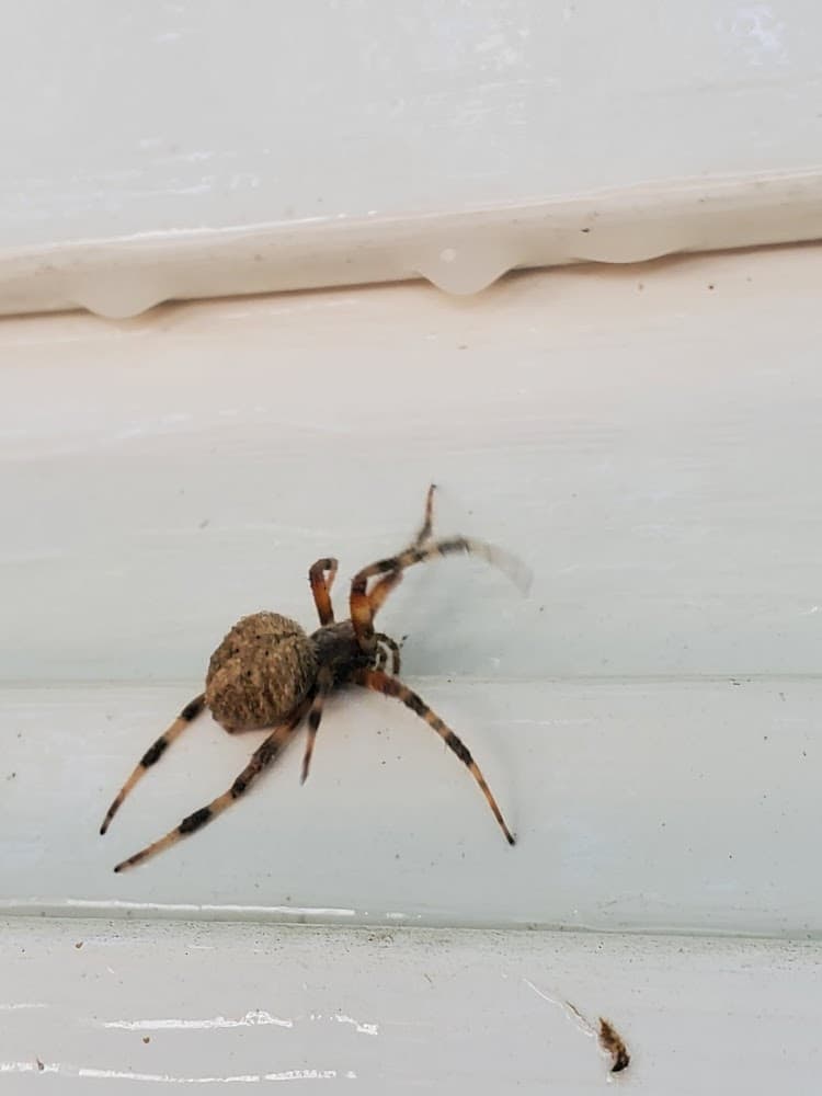 Google street view image of Total Pest And Termite , LLC