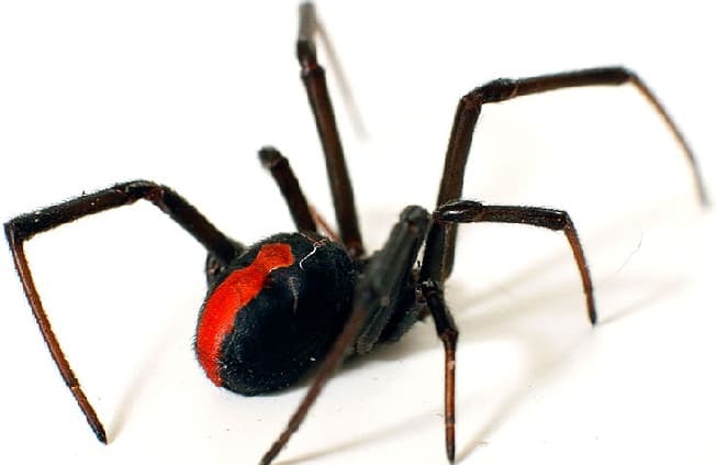Google street view image of Above & Beyond Pest Control