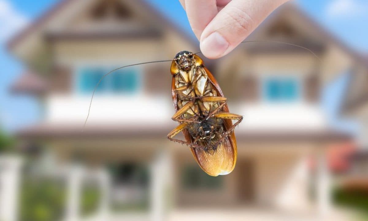Google street view image of Palm Coast Pest Control