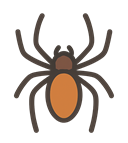 spiders